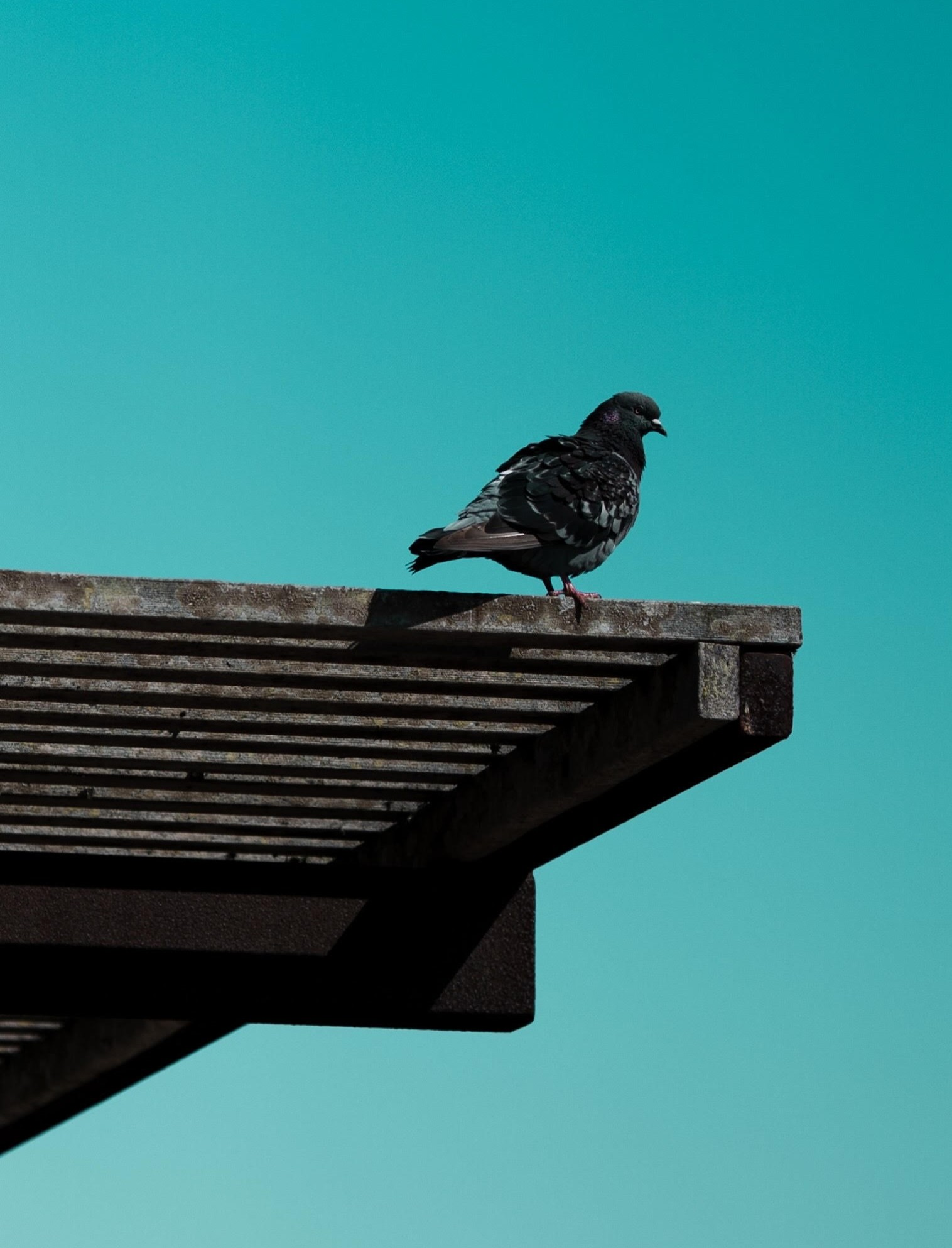 photography - santa cruz